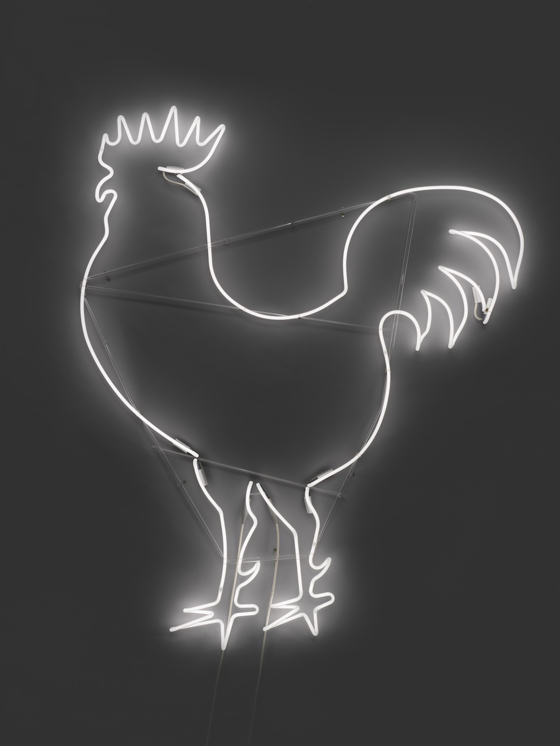 big white cock