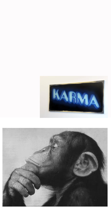 monkey22